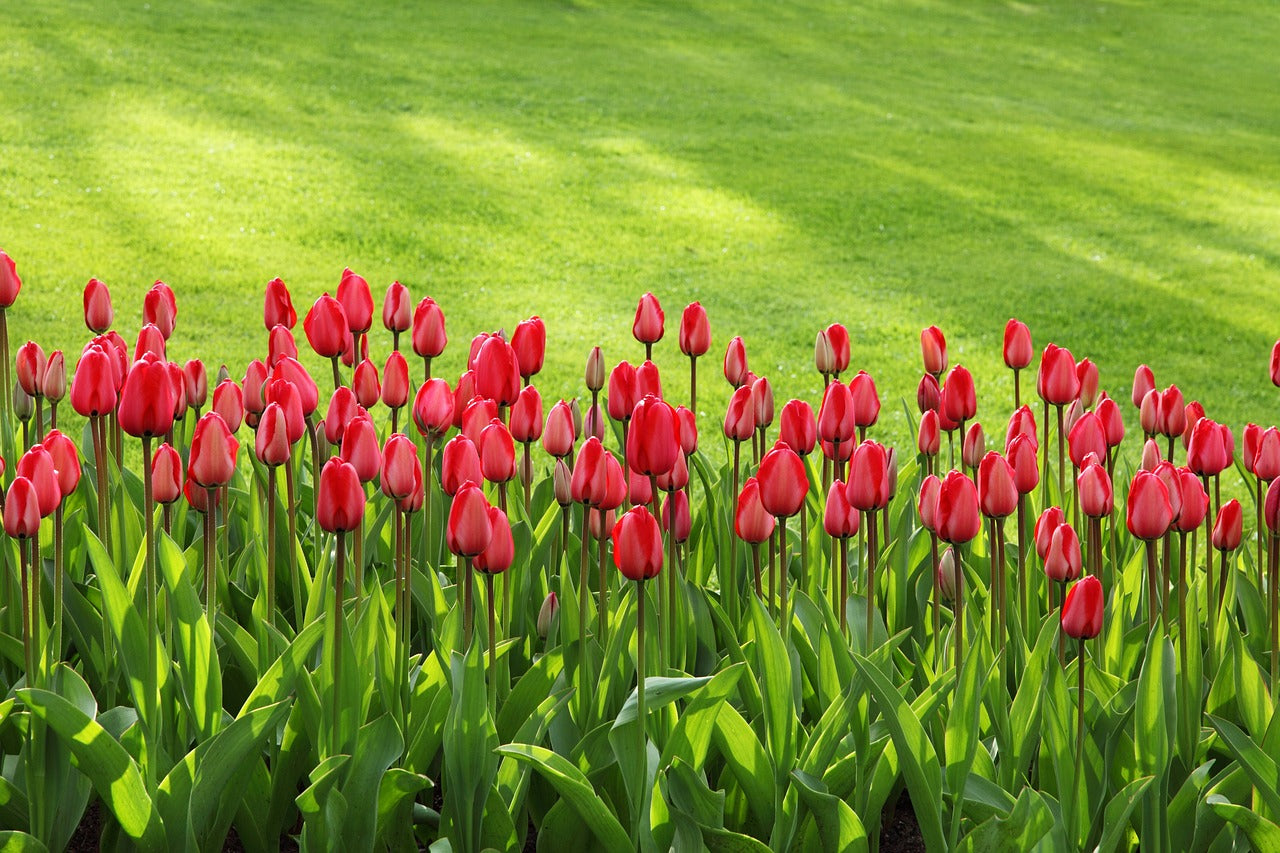 Bulbos de tulipa holandesa premium • Gardenizi