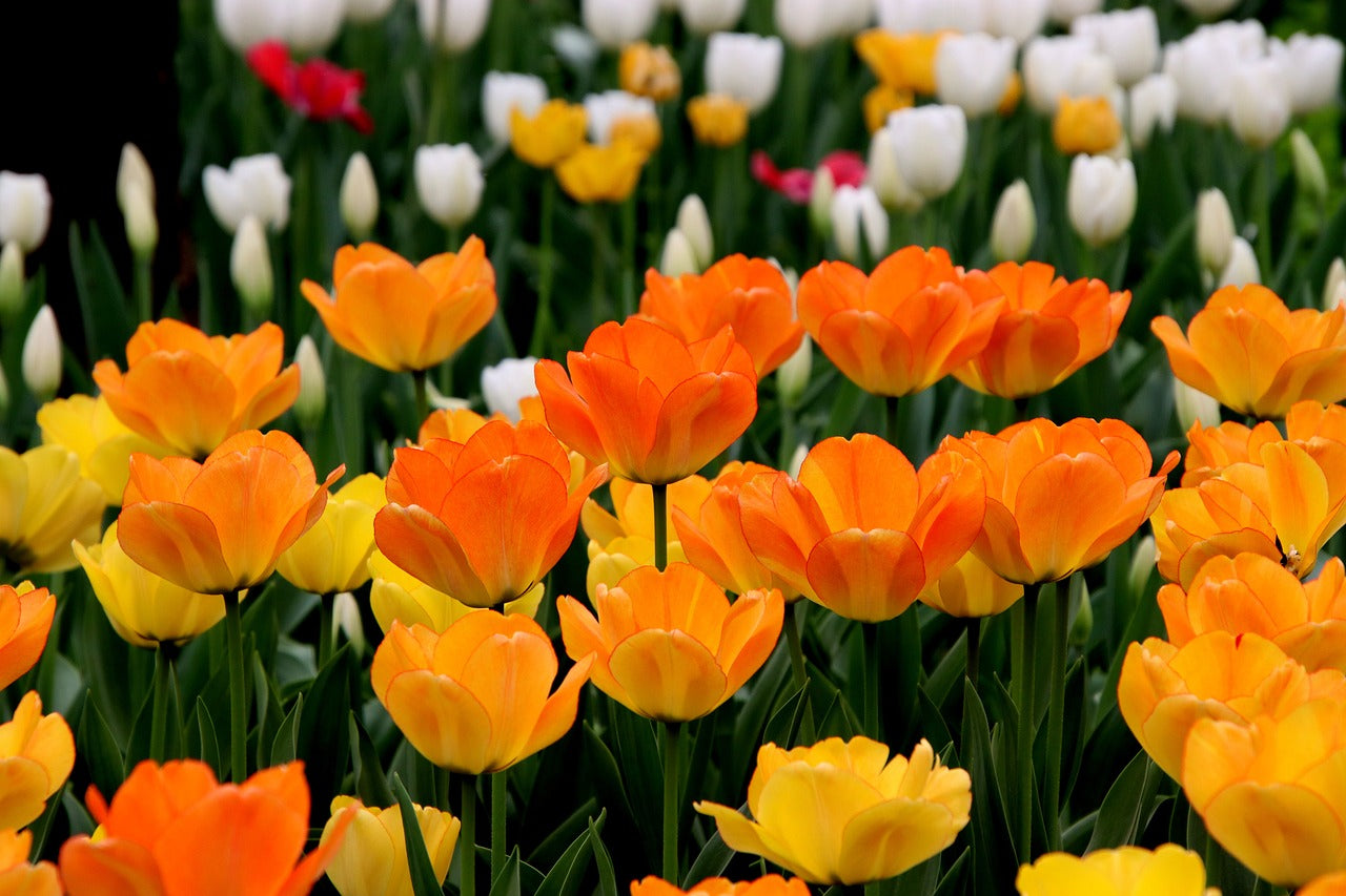 Bulbos de tulipa holandesa premium • Gardenizi