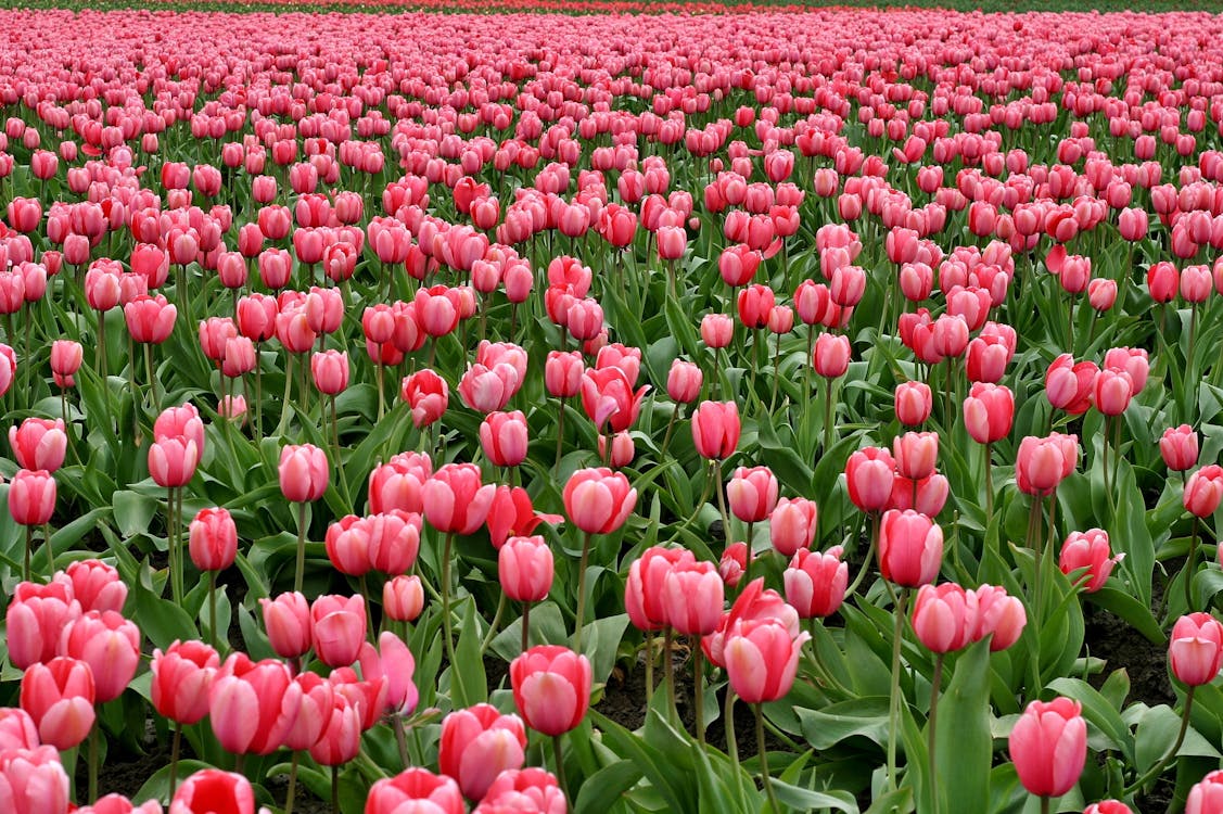 Bulbos de tulipa holandesa premium • Gardenizi
