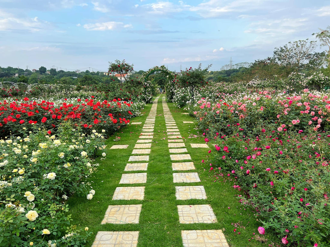 Journey of Cultivating a Stunning 64,583 ft² (~6000m²) Rose Garden: Insights from a Community Member