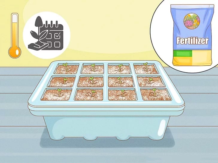 How to Grow Climbing Roses From Seeds