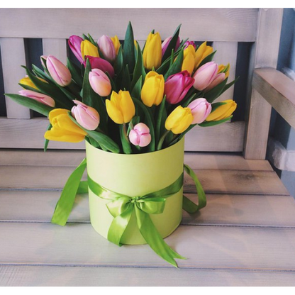 Bulbos de tulipa holandesa premium