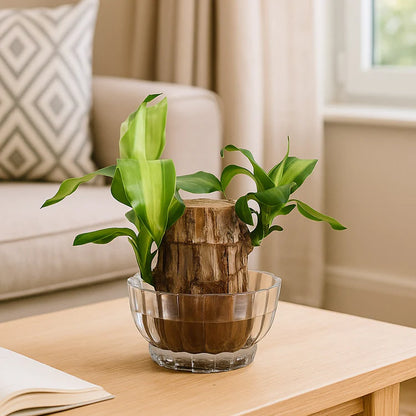 Planta de Pau-Brasil da Sorte em Vaso • Gardenizi 