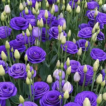 Sementes de Rosa Sem Espinhos • Gardenizi (500 Sementes | Mistura Azul e Rosa Neblina) 