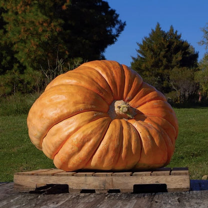 Abóbora Super Gigante Gardenizi