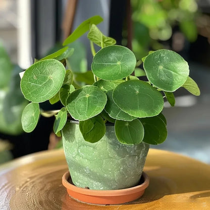 Sementes de Cobre da Fortuna • Gardenizi 