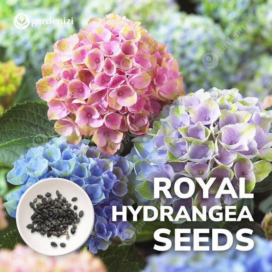Sementes de Hortênsia Real | Gardenizi