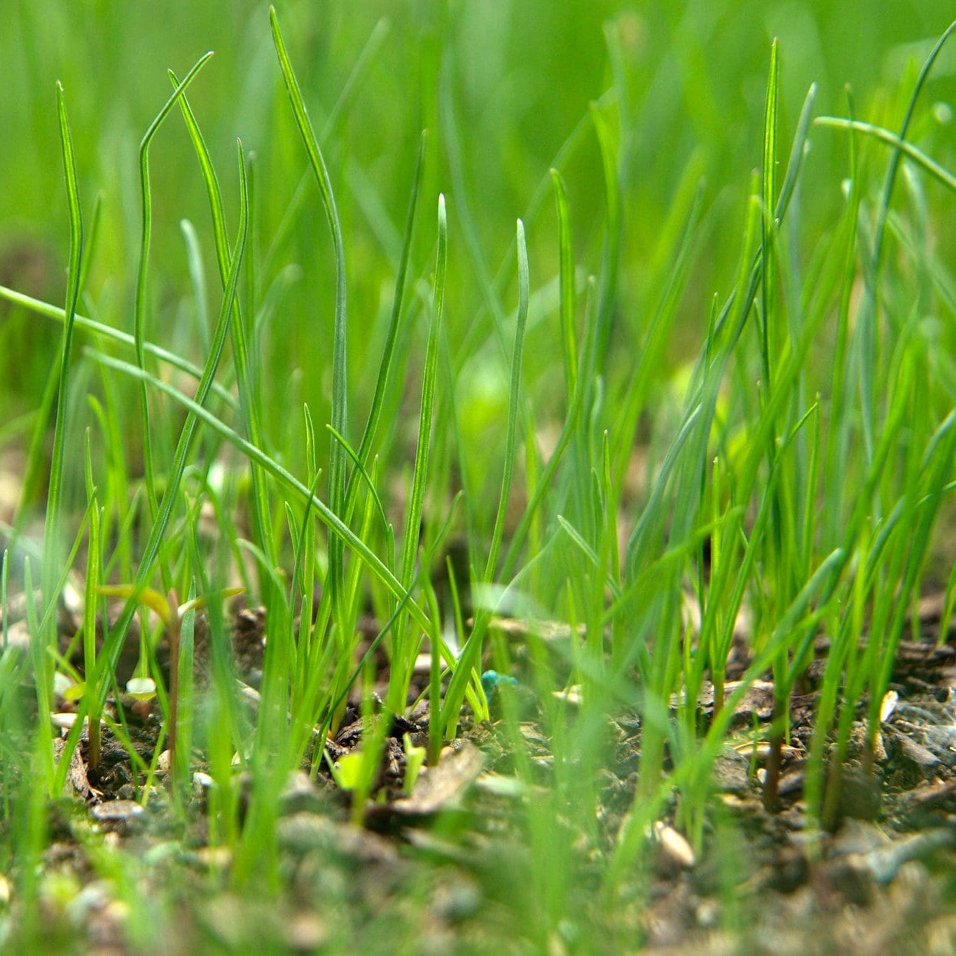 Sementes de grama real • Gardenizi 