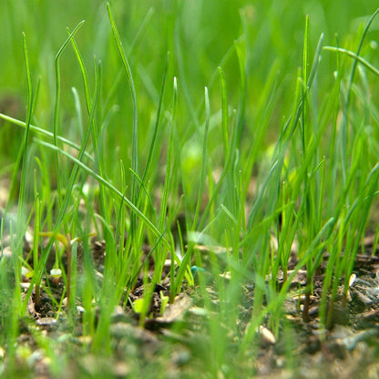 Sementes de grama real • Gardenizi 