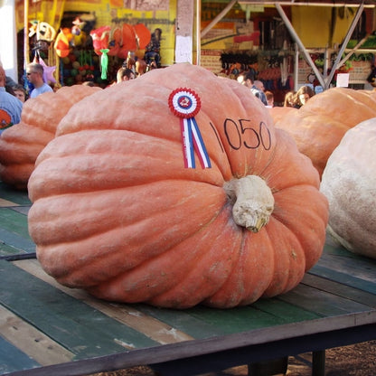 Abóbora Super Gigante Gardenizi