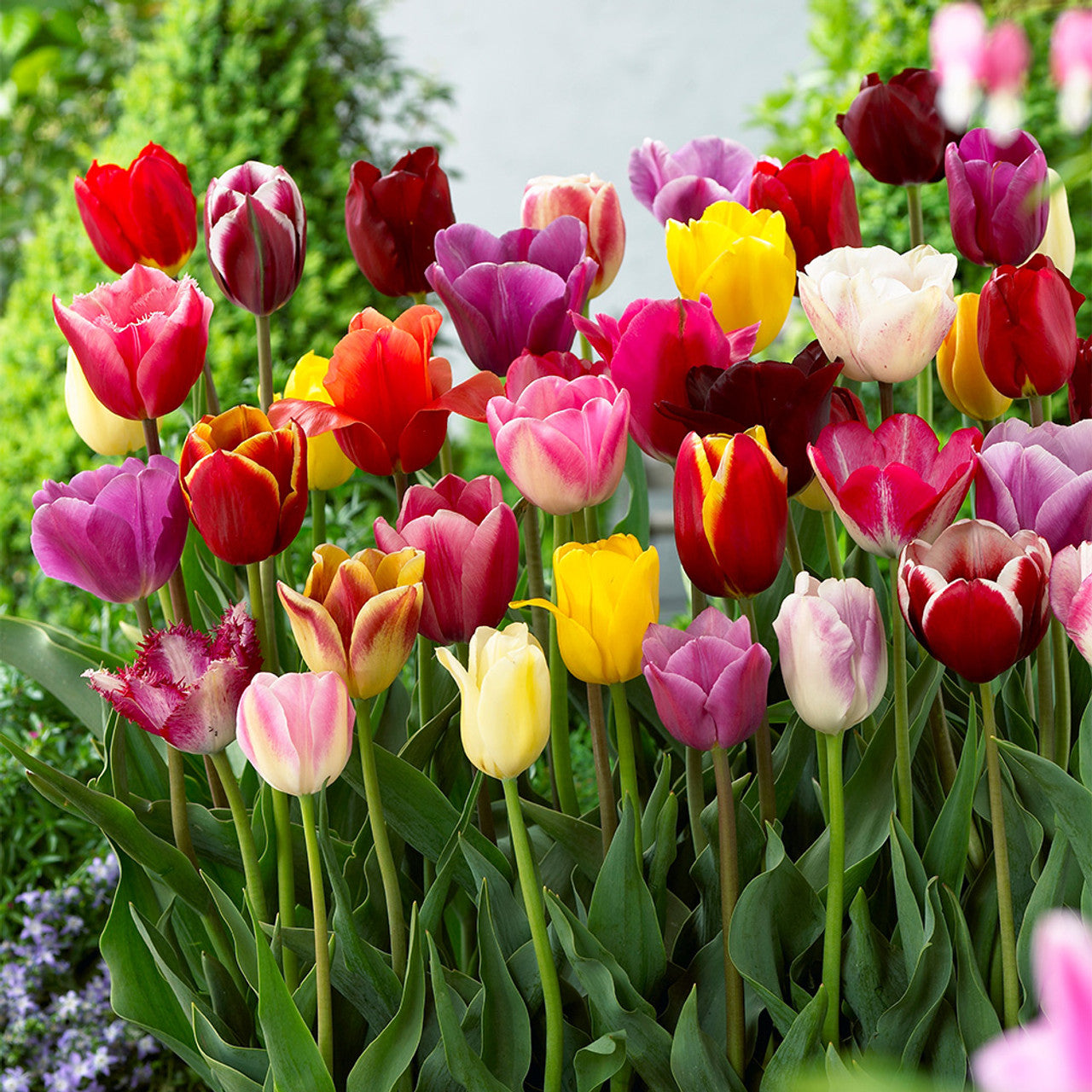 Bulbos de tulipa holandesa premium