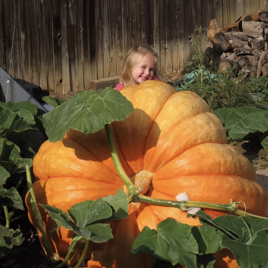 Abóbora Super Gigante Gardenizi