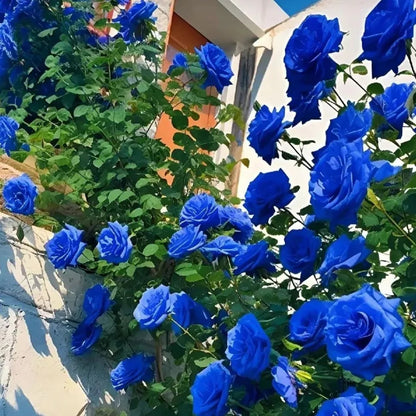 Sementes de Rosa Encantadora Azul 