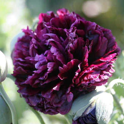 Sementes de flores de peônia Black Beauty 