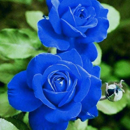 Sementes de Rosa Encantadora Azul 