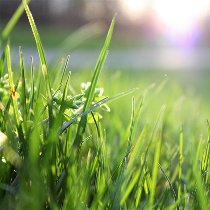 Sementes de grama real • Gardenizi 