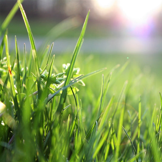 Sementes de grama real • Gardenizi 
