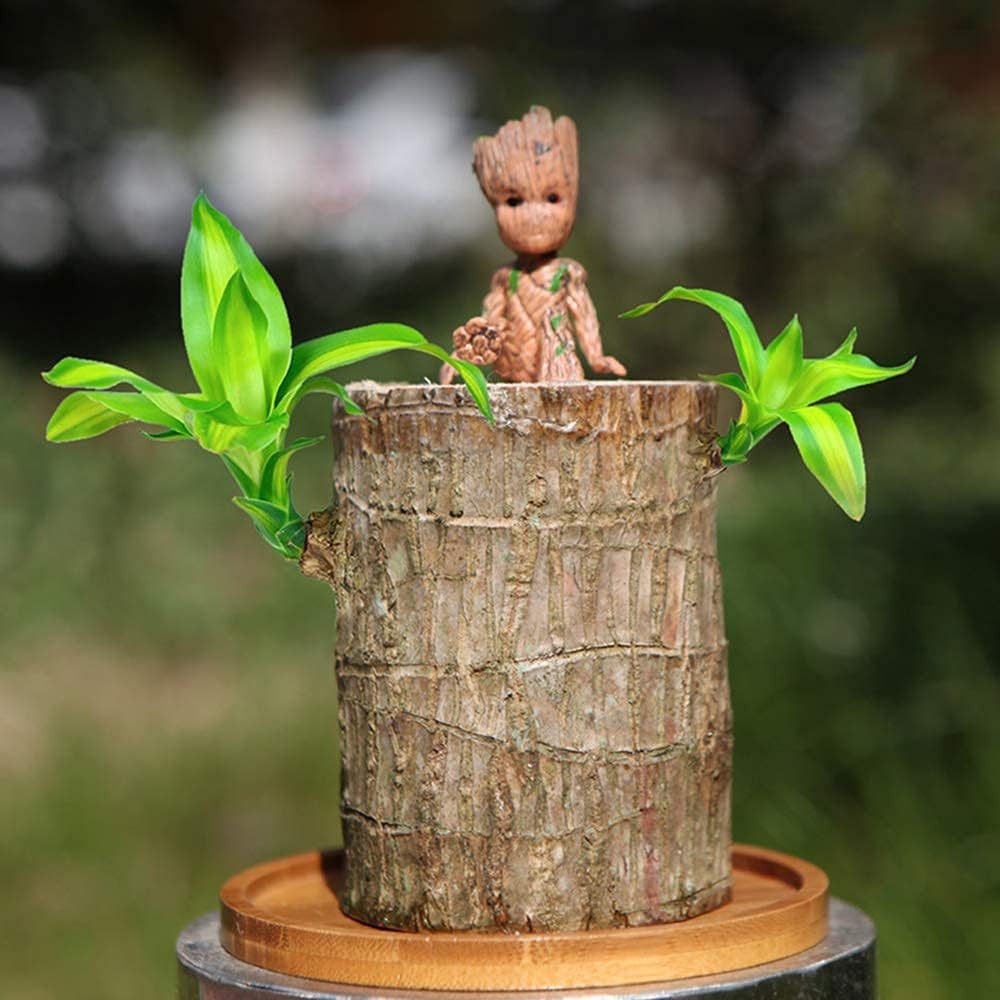 lucky brazil potted plant Lucky Brazil Wood Potted Plant • Gardenizi