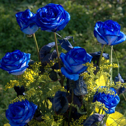Sementes de Rosa Encantadora Azul 