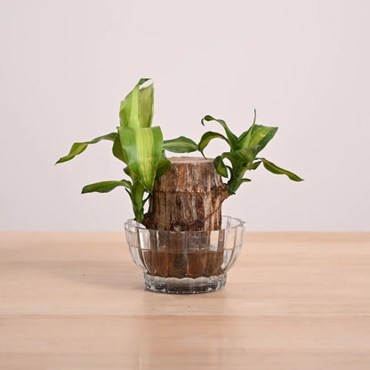 Planta de Pau-Brasil da Sorte em Vaso • Gardenizi 