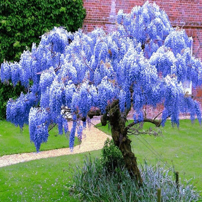 Sementes de Glicínia Azul Lavish • Gardenizi 