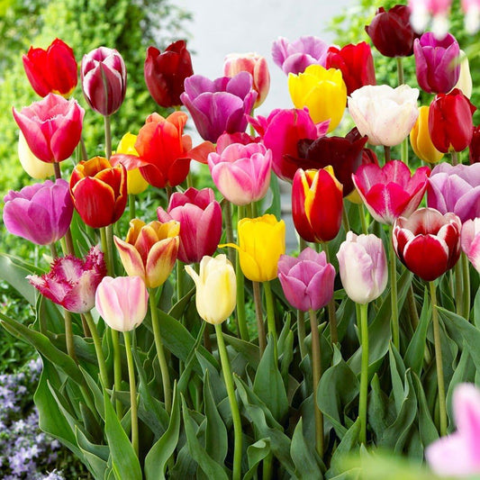 Bulbos de tulipa holandesa premium • Gardenizi