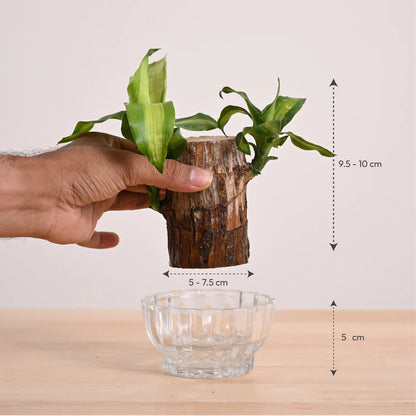 Planta de Pau-Brasil da Sorte em Vaso • Gardenizi 
