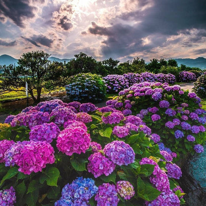Sementes de Hortênsia Real | Gardenizi