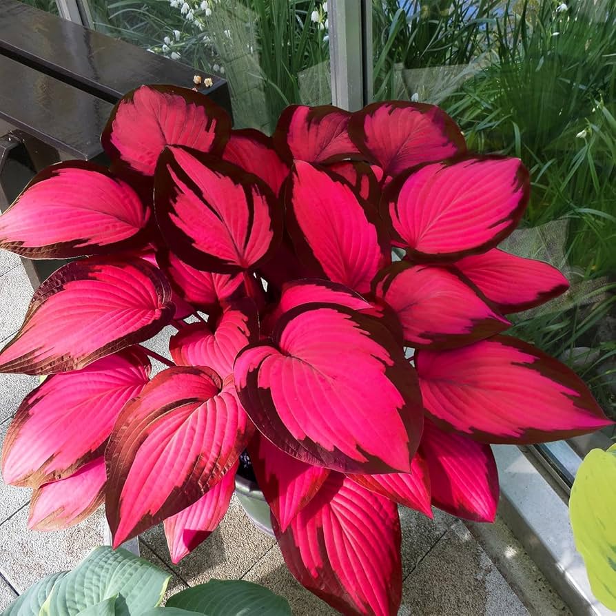 Sementes raras de flores de Hosta • Gardenizi