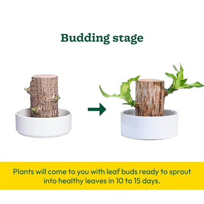Planta de Pau-Brasil da Sorte em Vaso • Gardenizi 