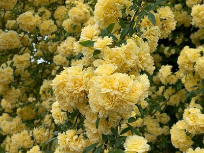 Sementes de Rosa Banksiae