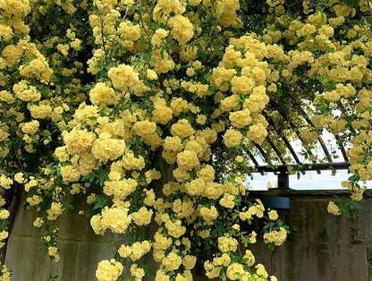 Sementes de Rosa Banksiae