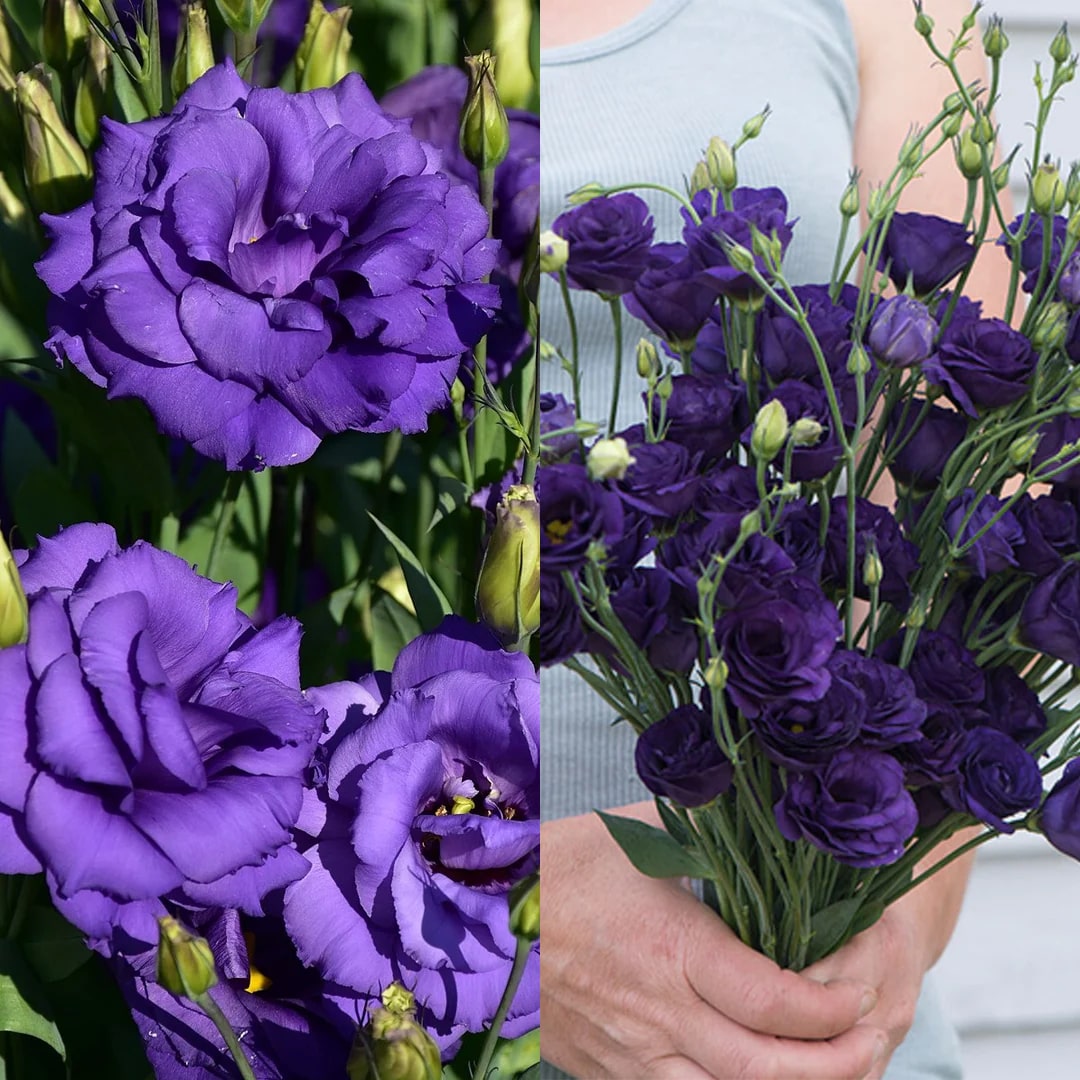 Sementes de Rosa Sem Espinhos • Gardenizi (500 Sementes | Mistura Azul e Rosa Neblina) 