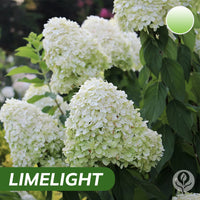 Limelight