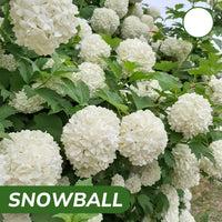 Snowball