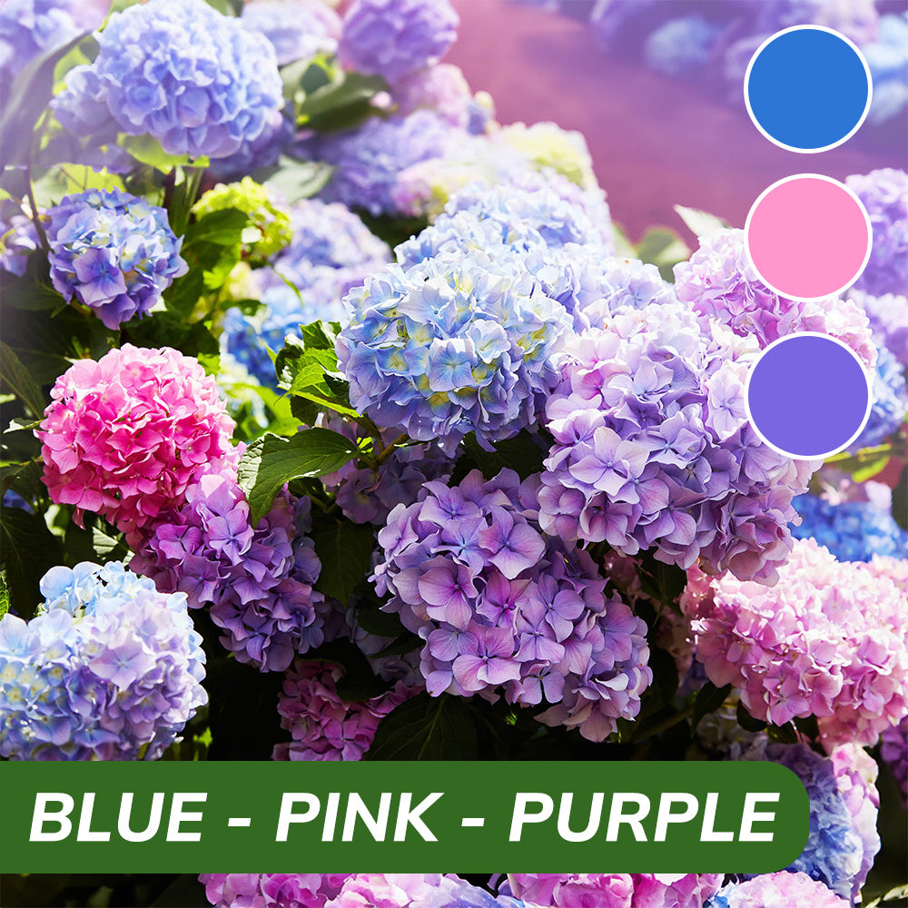 ①紫陽花とカタツムリ【Hydrangea*happiness】シーグラス ①紫陽花と