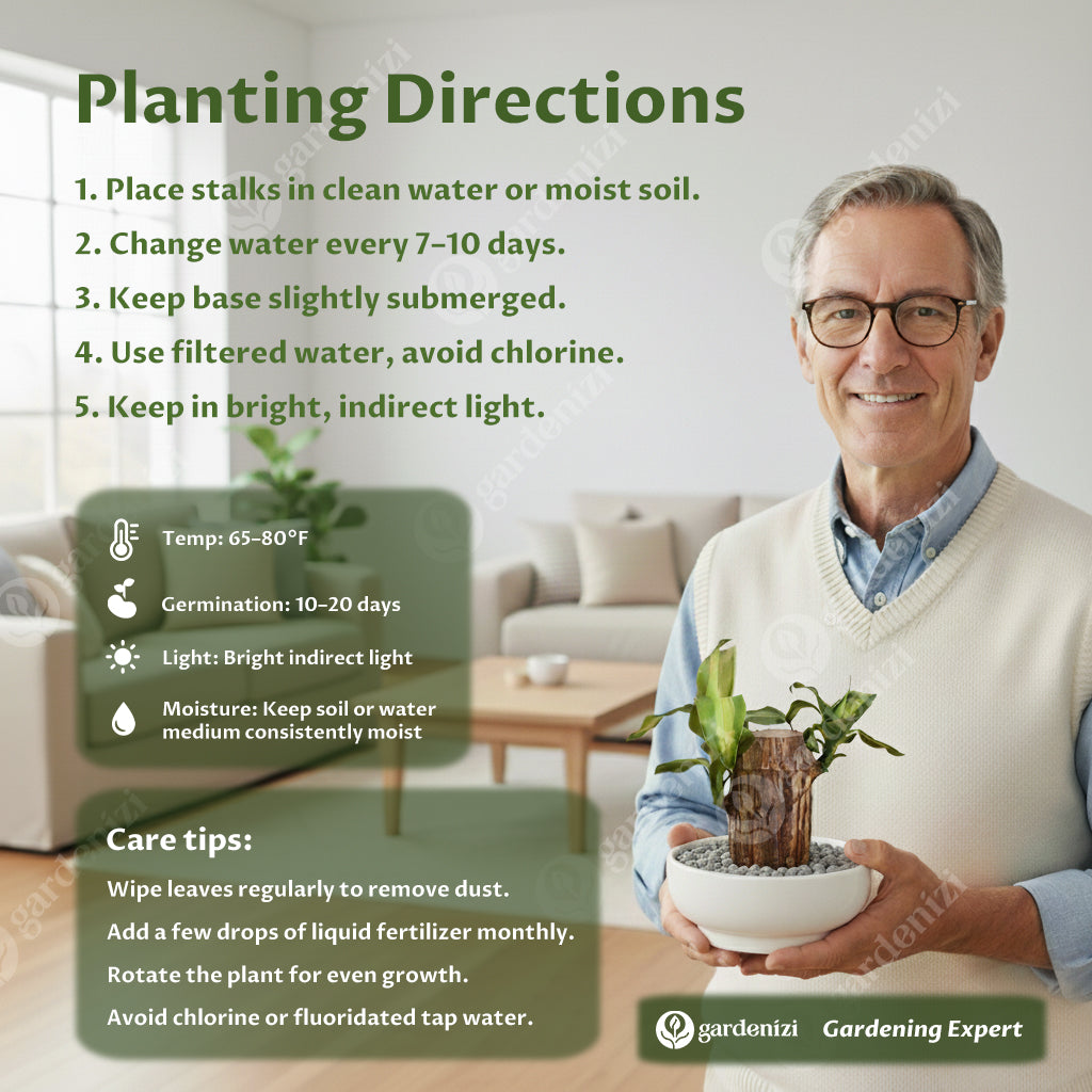 Planta de Pau-Brasil da Sorte em Vaso • Gardenizi 
