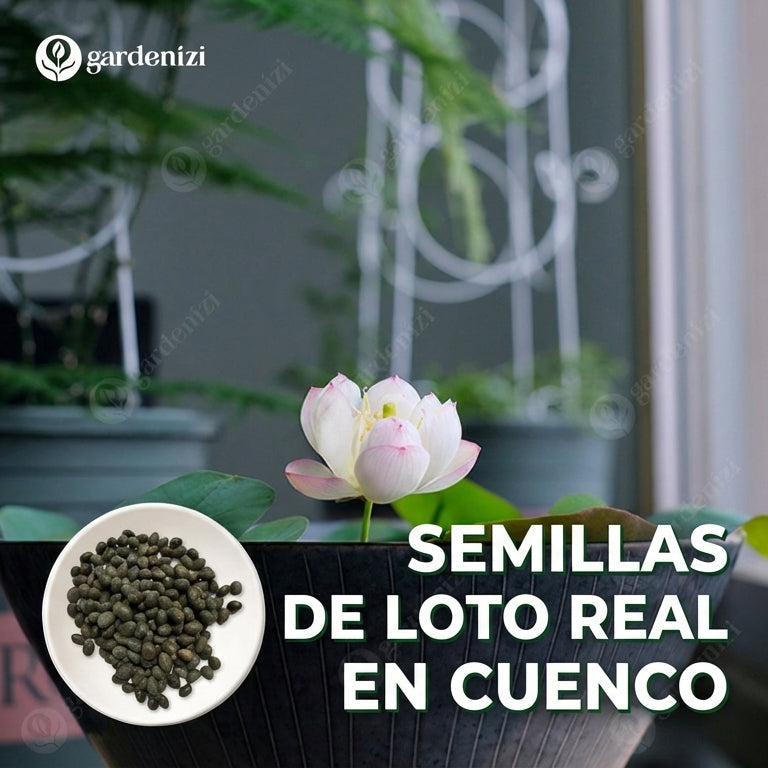 Semillas de Loto de Cuenco Premium
