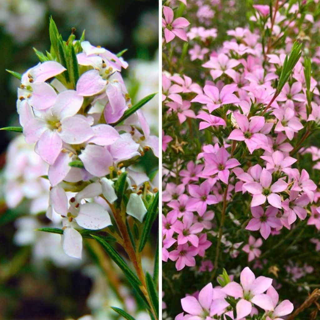 Semente de Diosma 'Rosa' 