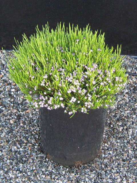 Semente de Diosma 'Rosa' 