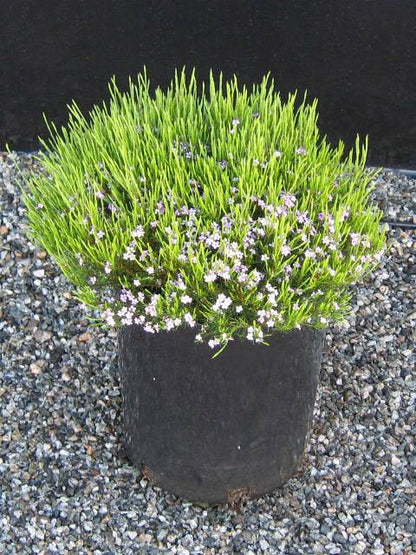 Semente de Diosma 'Rosa' 