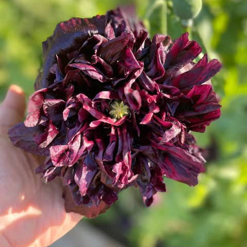 Sementes de flores de peônia Black Beauty 