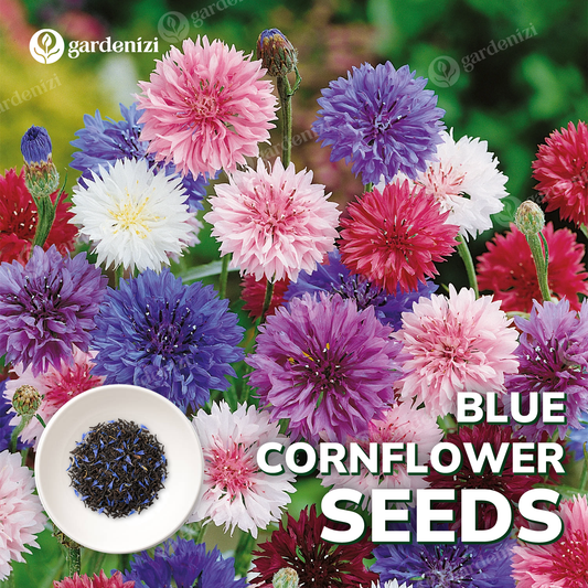 Cornflower (Mixed Color) - Bachelor Button Seeds