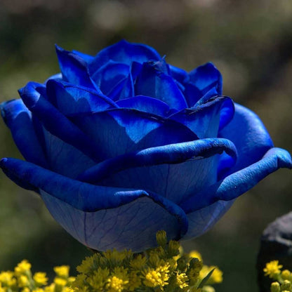 Sementes de Rosa Encantadora Azul 