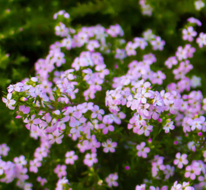 Semente de Diosma 'Rosa' 