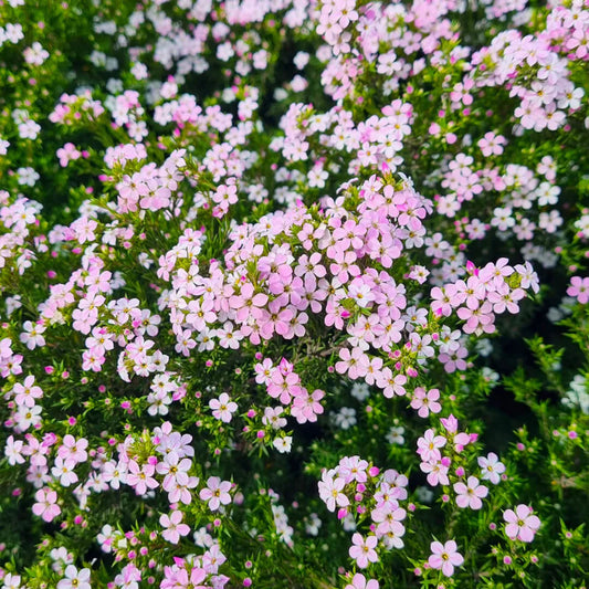 Semente de Diosma 'Rosa' 