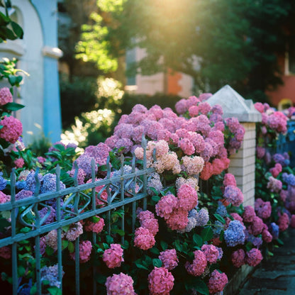 Sementes de Hortênsia Real | Gardenizi