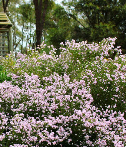 Semente de Diosma 'Rosa' 