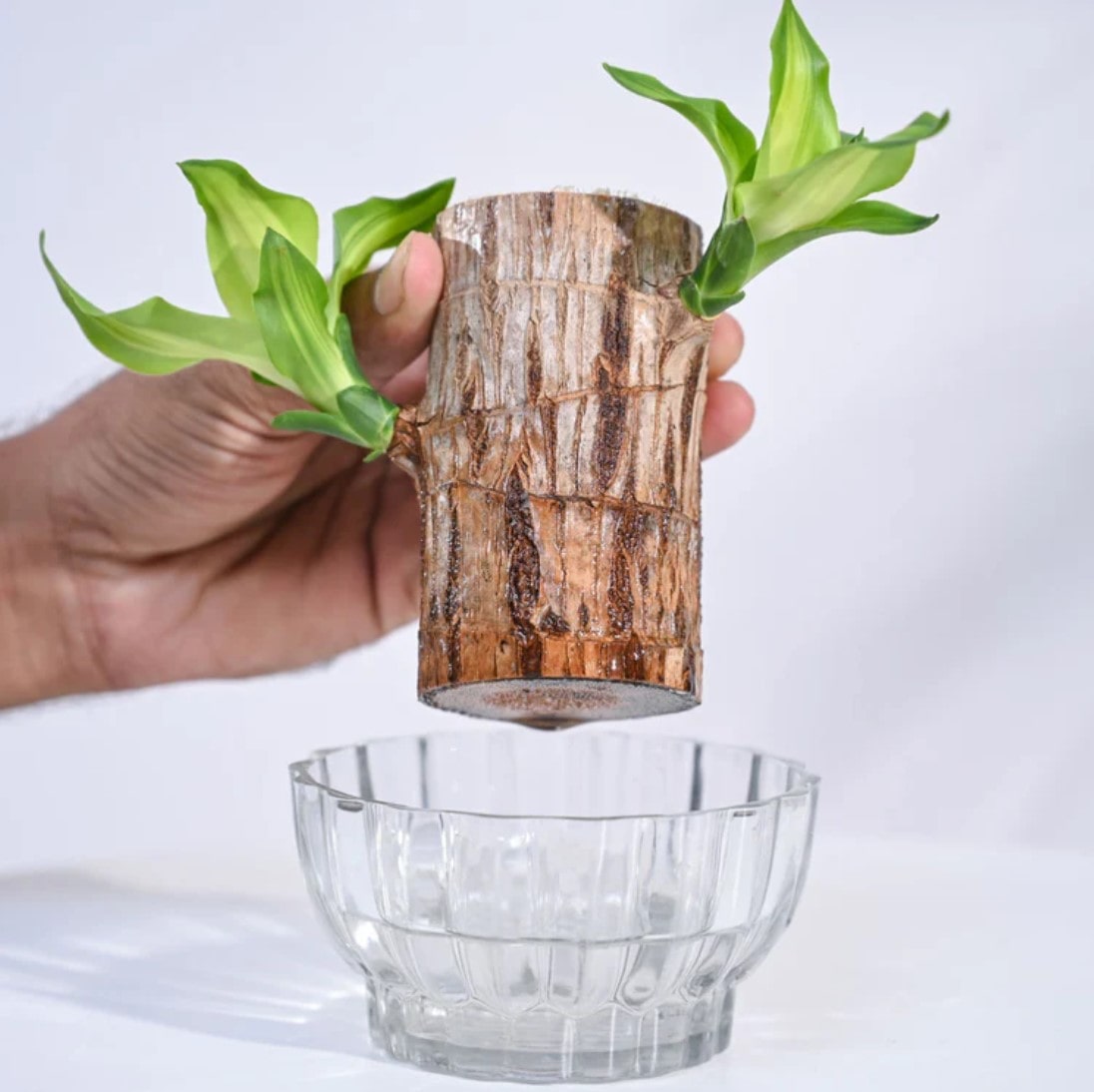 Planta de Pau-Brasil da Sorte em Vaso • Gardenizi 