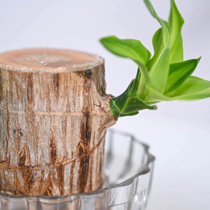 Planta de Pau-Brasil da Sorte em Vaso • Gardenizi 